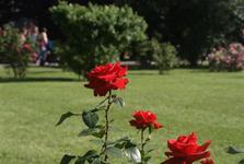 Vídeň po stopách Habsburků, Schönbrunn i Laxenburg a Baden - festival růží, historické zahrady 2022