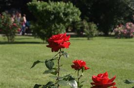 Vídeň po stopách Habsburků, Schönbrunn i Laxenburg a Baden - historické zahrady růží