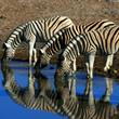 To nejlepší z Namibie - Země barev, pouště i bohaté safari 