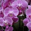 Drážďany - výstava orchidejí 