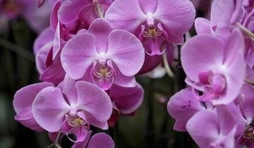 Drážďany - výstava orchidejí