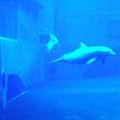 Delfíní show v ZOO Norimberk 