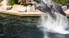 Německý Legoland® A Norimberská Zoo S Delfináriem