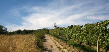 Kde se rodí víno - slavnosti ve Znojmě a Retzu