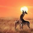 Safari v Tanzanii a exotický Zanzibar 