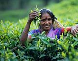 Krásy jižní Srí Lanky s nakouknutím do území hor za super cenu - penzion