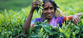 Krásy jižní Srí Lanky s nakouknutím do území hor za super cenu - penzion
