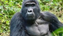 Uganda - Dobrodružná výprava nejen k horským gorilám