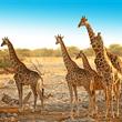 Rozmanité krásy Namibie se safari ***