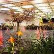 Drážďany mezinárodní výstava orchidejí 